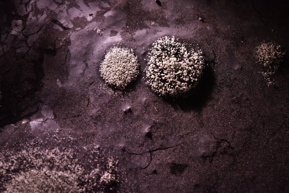 Sporidiobolaceae image