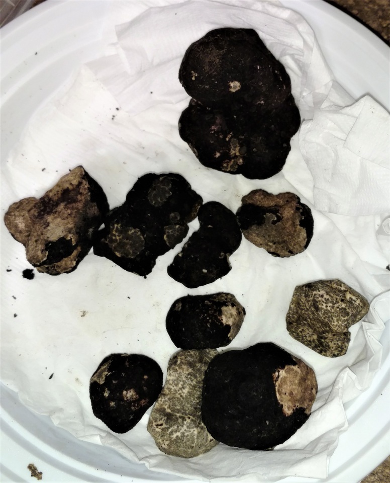 Picoa carthusiana image