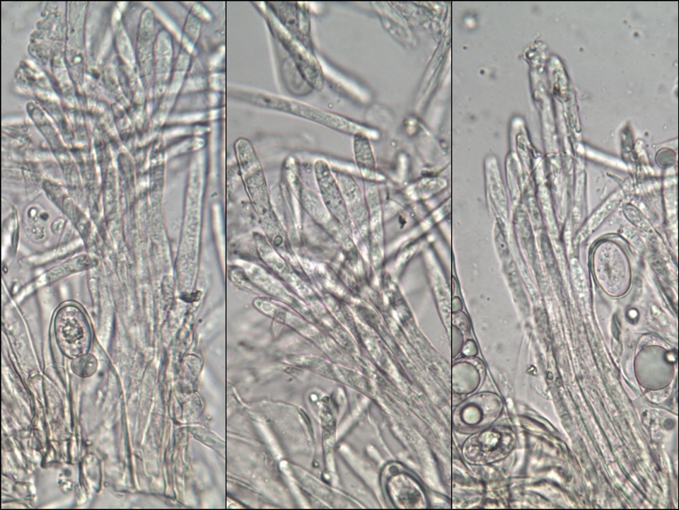 Geopora arenosa image