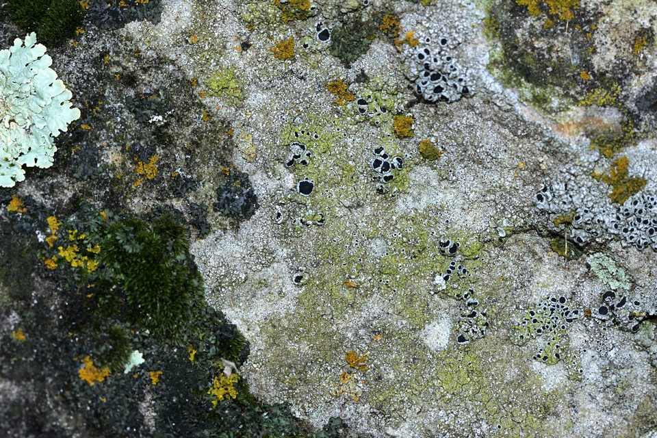 Lecanora argentea image