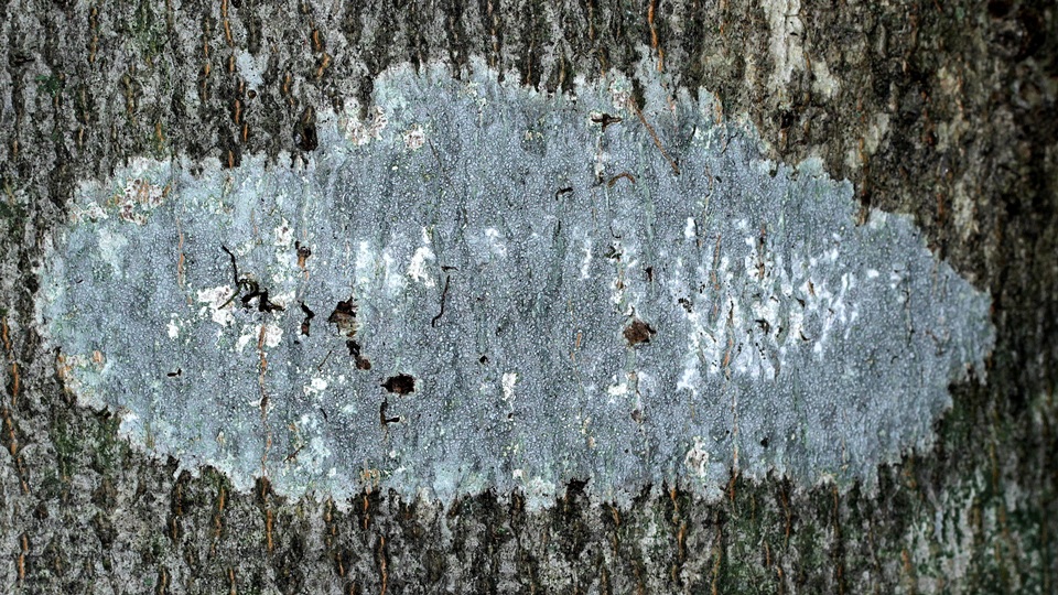 Pertusaria consocians image