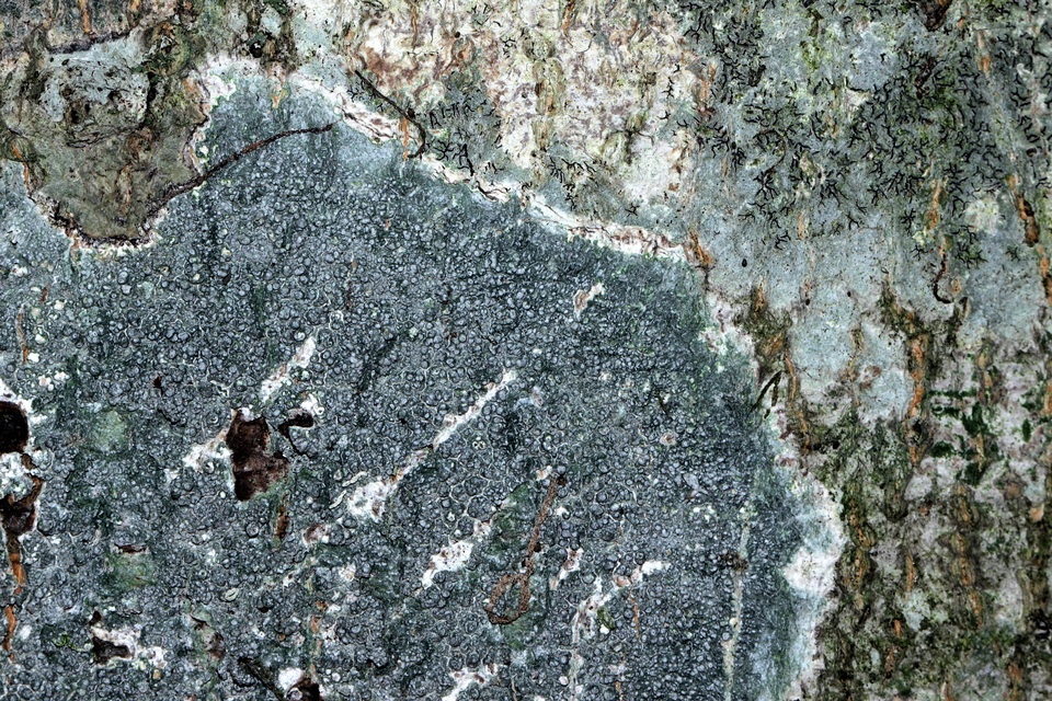 Pertusaria consocians image