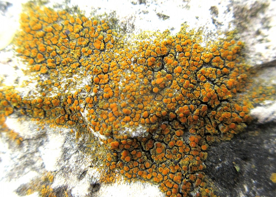Caloplaca crenulatella image