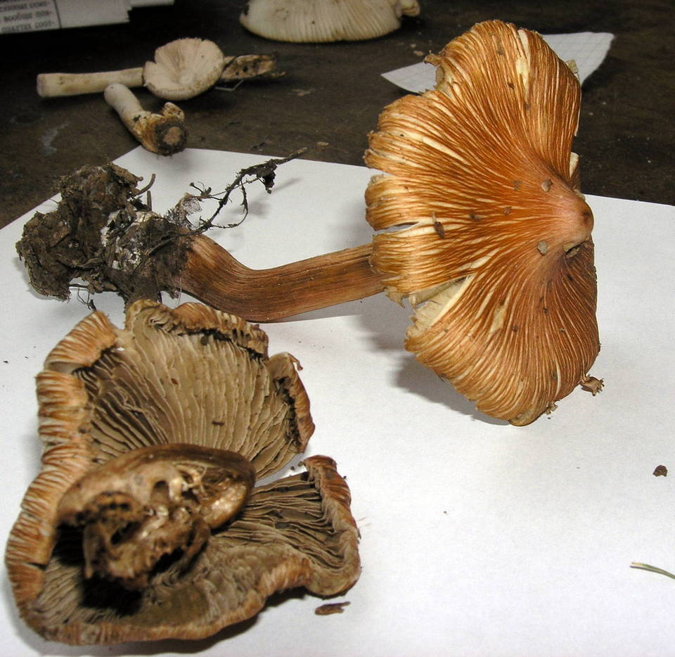 Inocybe godeyi image