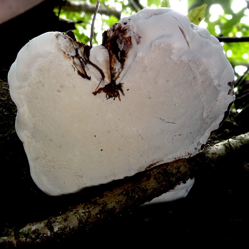 Ganoderma fornicatum image