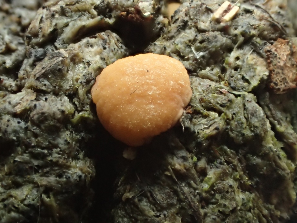 Pseudombrophila leporum image