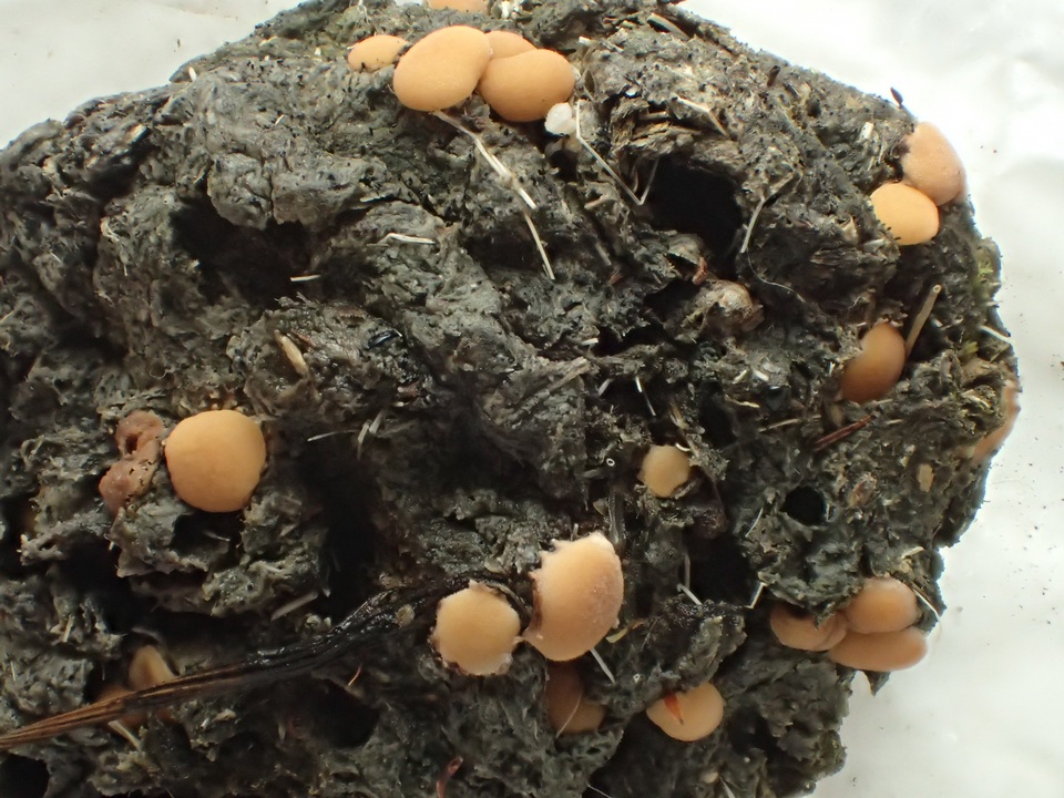 Pseudombrophila leporum image