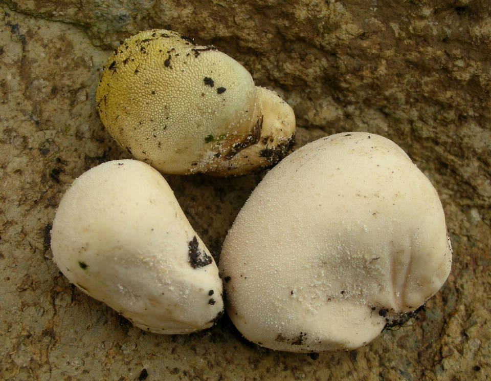 Vascellum lloydianum image