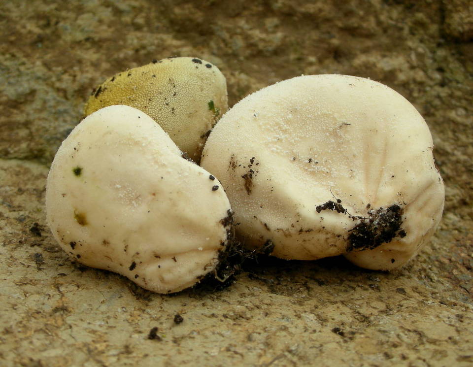 Vascellum lloydianum image