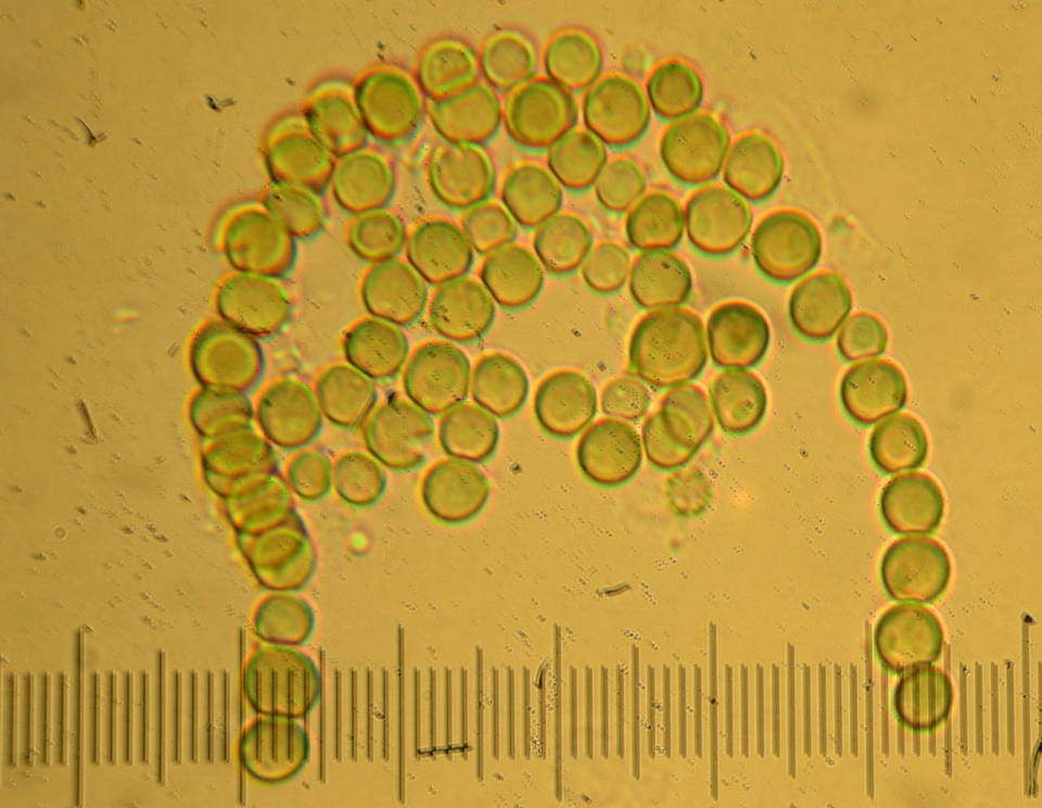 Vascellum lloydianum image