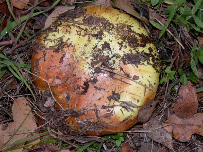 Cortinarius fulmineus image