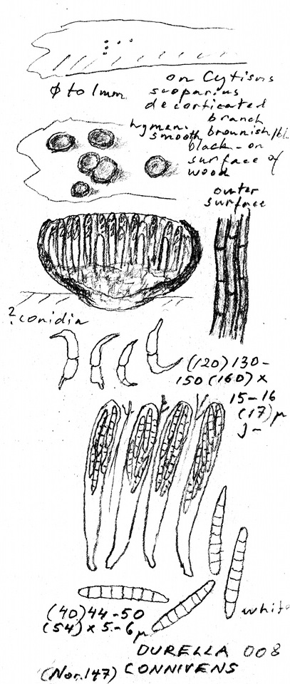 Durella connivens image