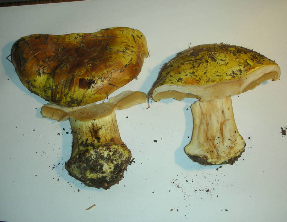 Cortinarius fulmineus image