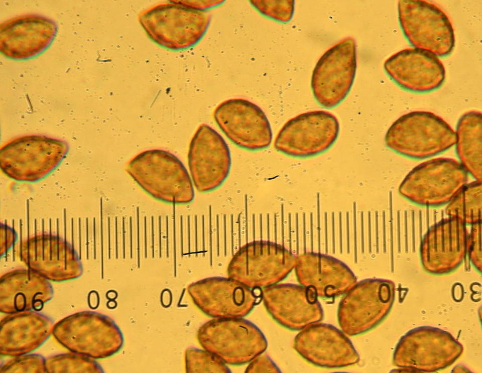 Cortinarius fulmineus image