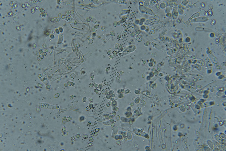 Nolanea edulis image