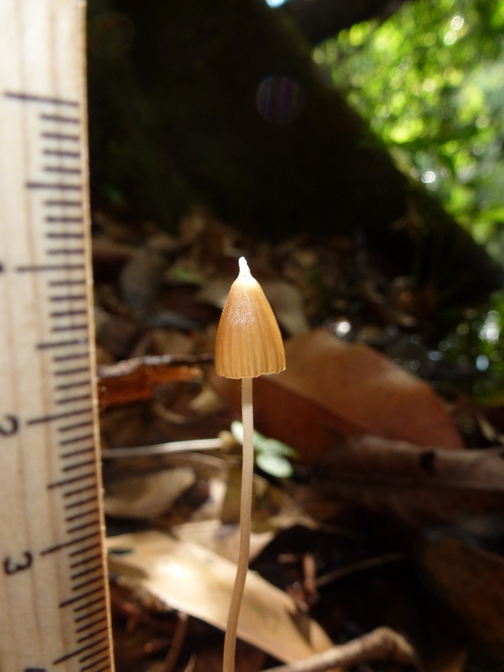 Entoloma dragonosporum image