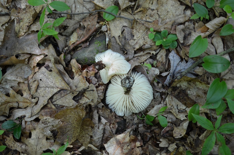Megacollybia rodmani image