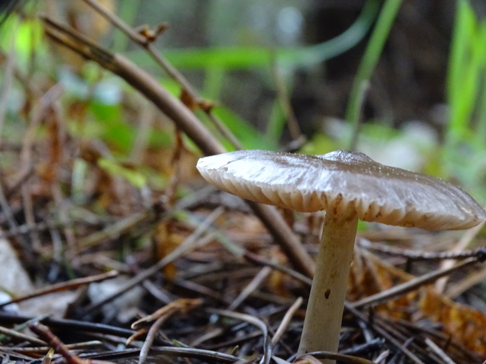 Entoloma cystomarginatum image