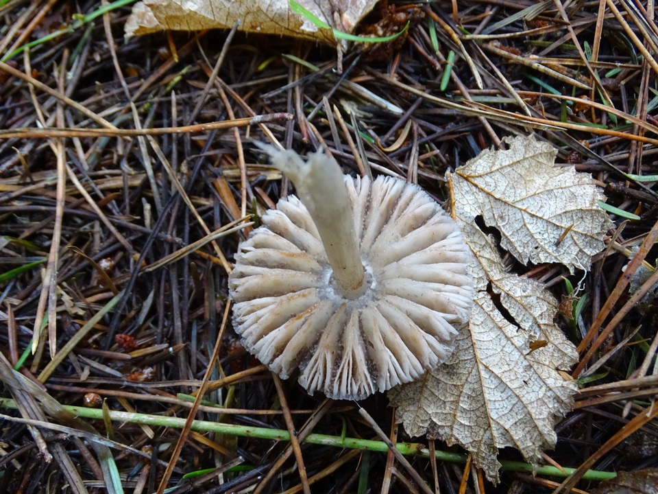 Entoloma cystomarginatum image