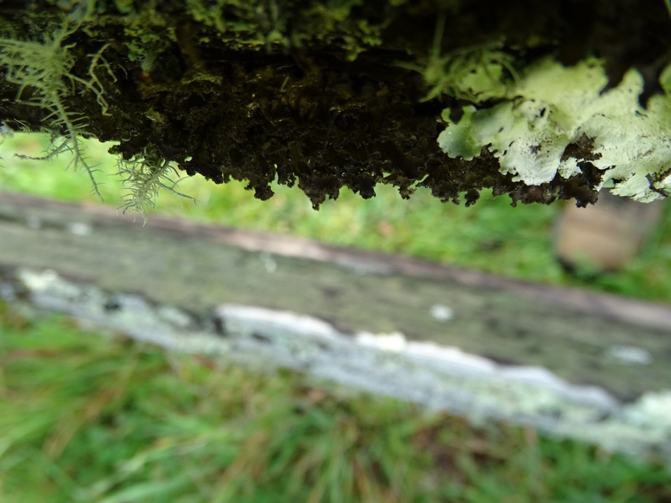 Tuckermanopsis chlorophylla image