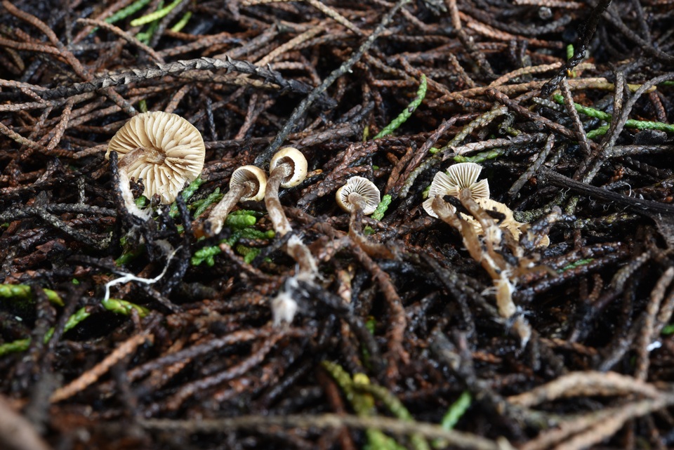 Pseudobaeospora aphana image