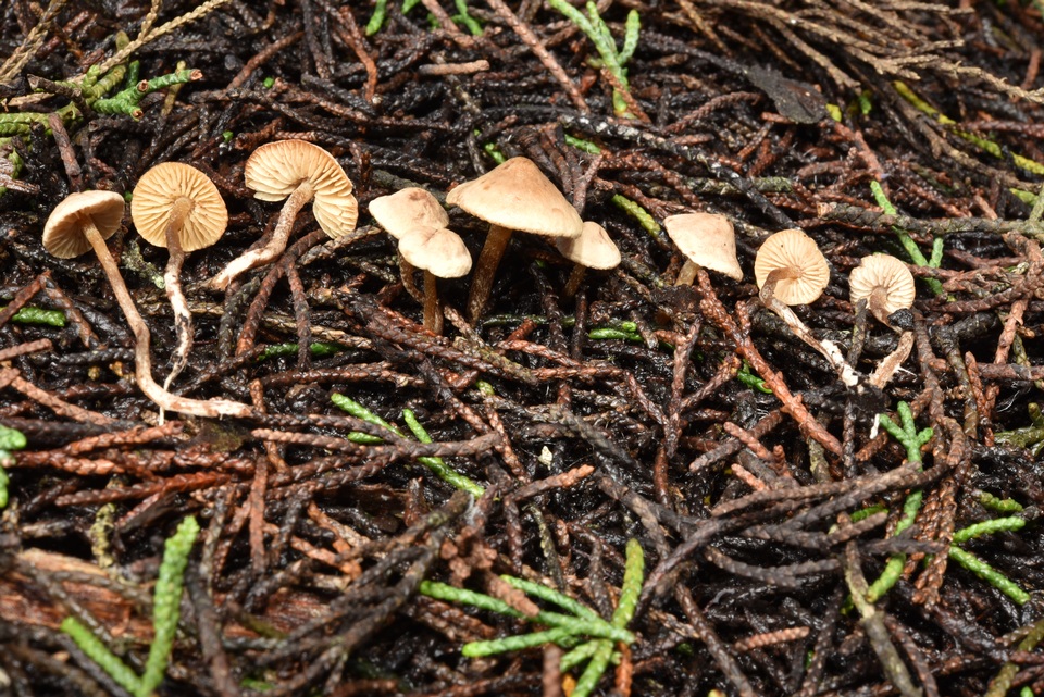 Pseudobaeospora aphana image