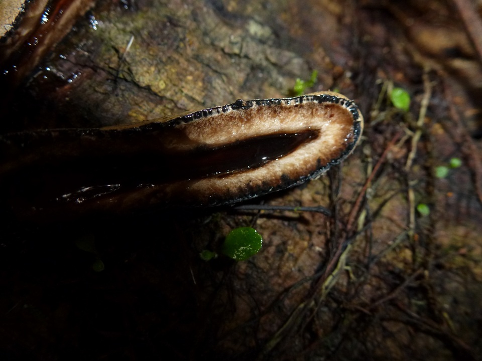 Xylaria telfairii image