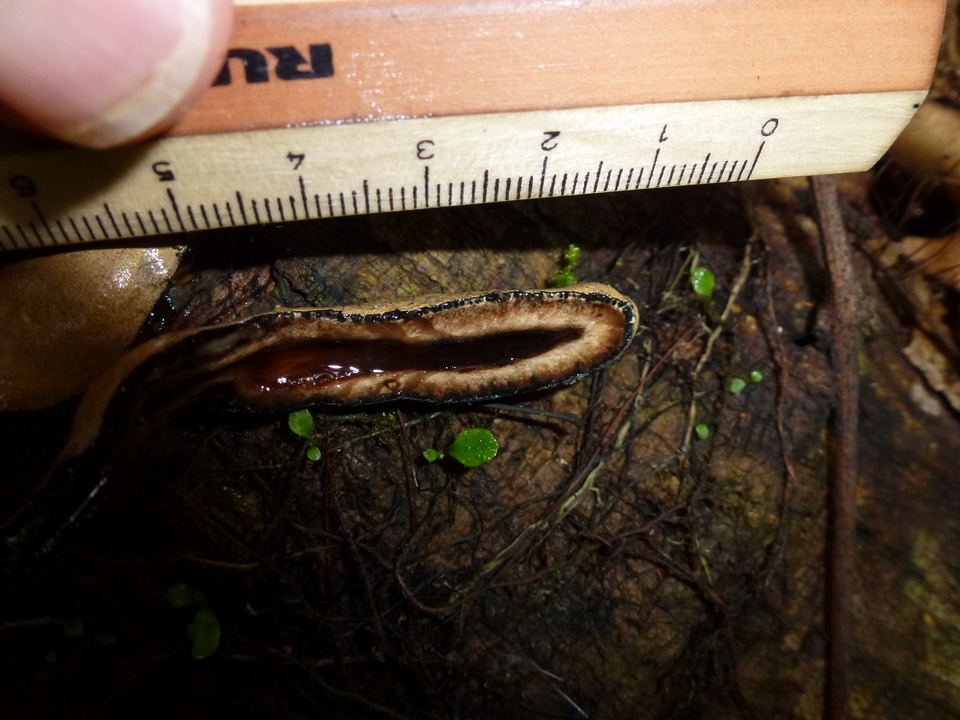 Xylaria telfairii image