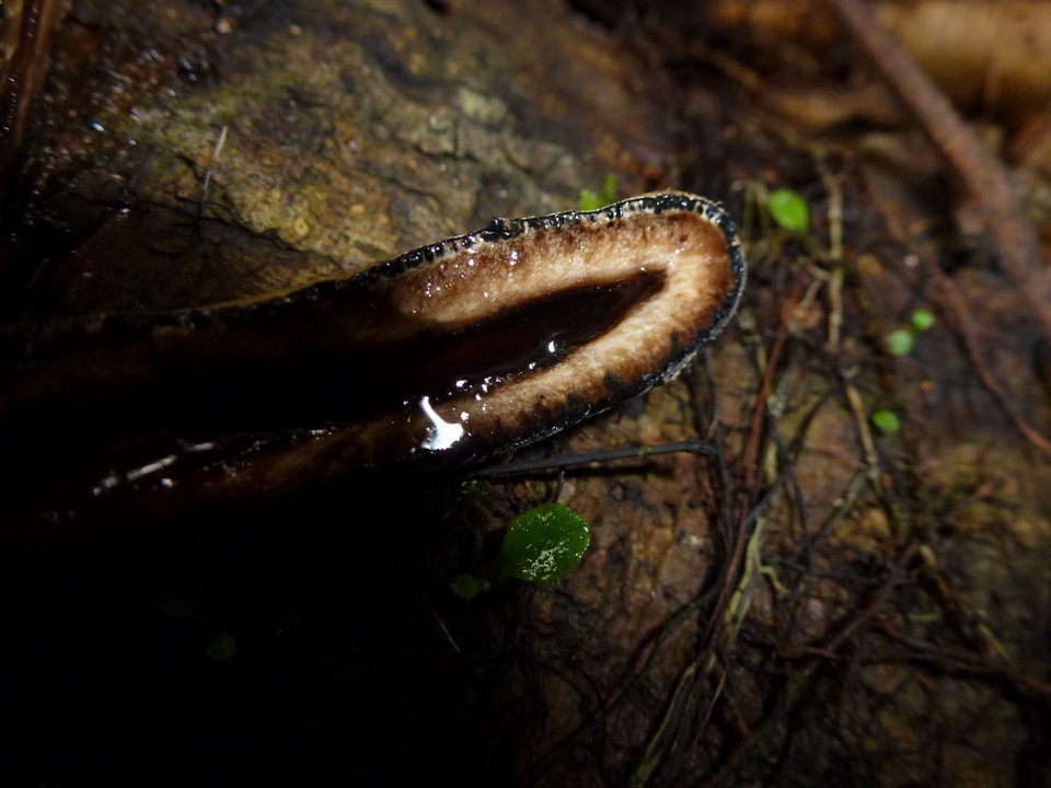 Xylaria telfairii image