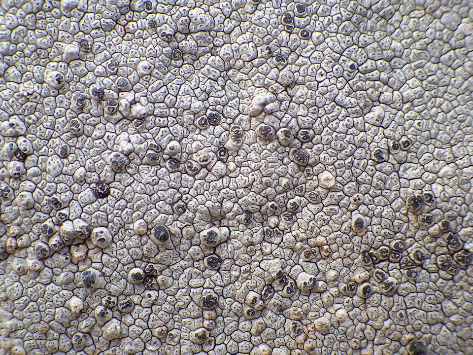Aspicilia epiglypta image