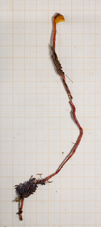 Haddowia longipes image