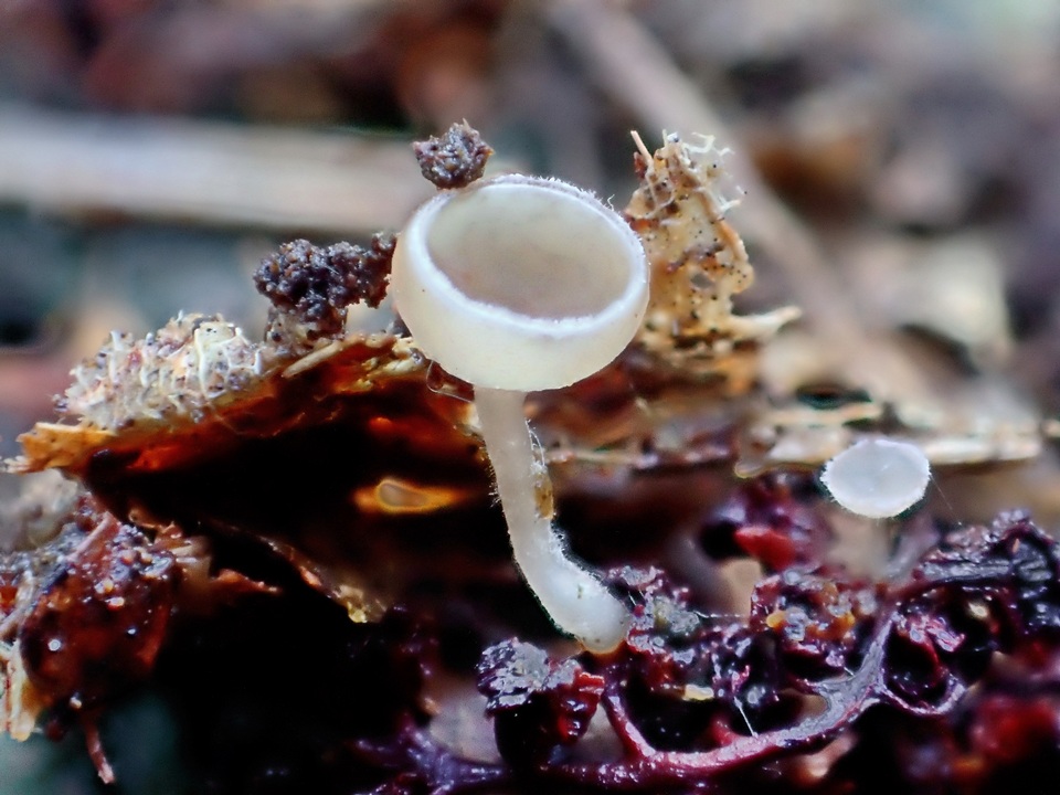 Ciboria amentacea image