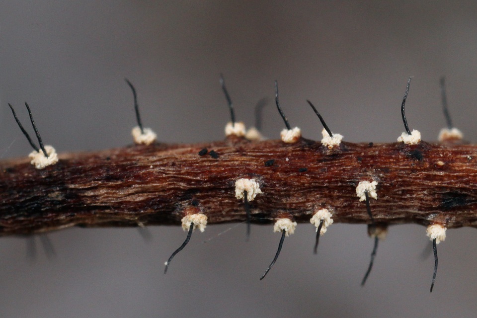 Ambarignomonia petiolorum image