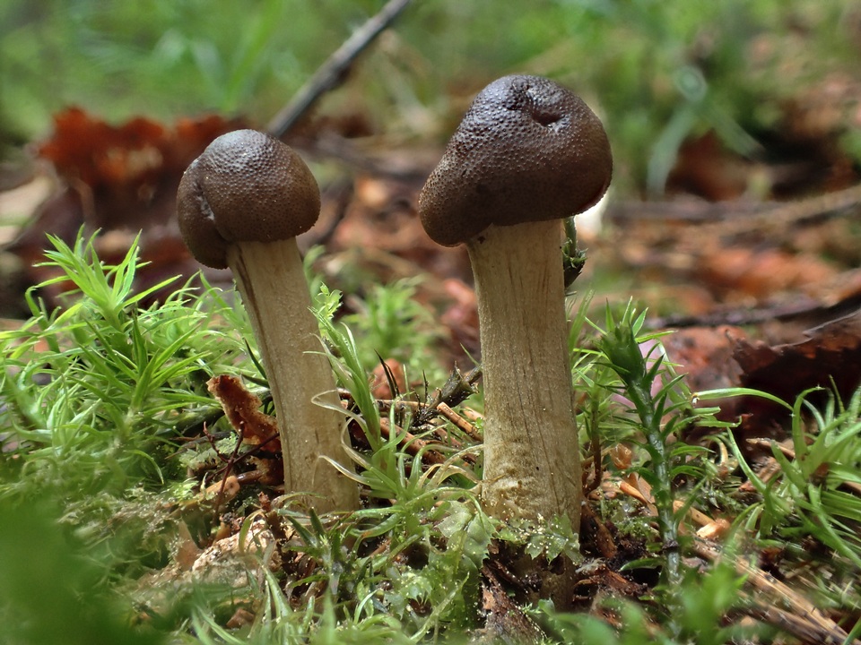 Elaphocordyceps rouxii image