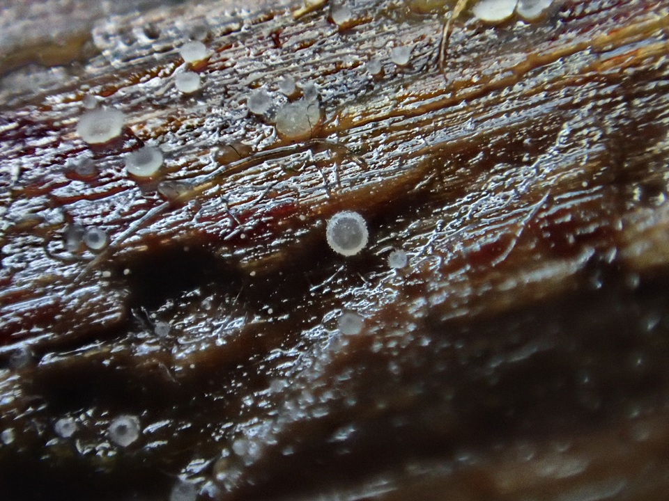 Hyaloscypha albohyalina image