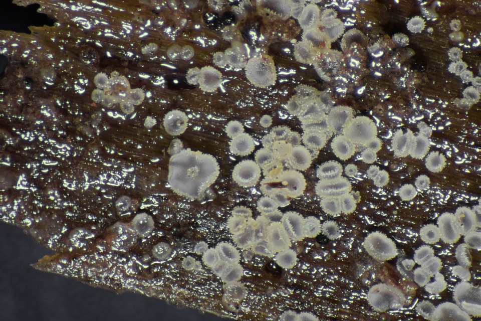 Hyaloscypha aureliella image