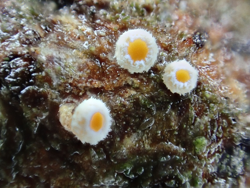 Lachnellula occidentalis image