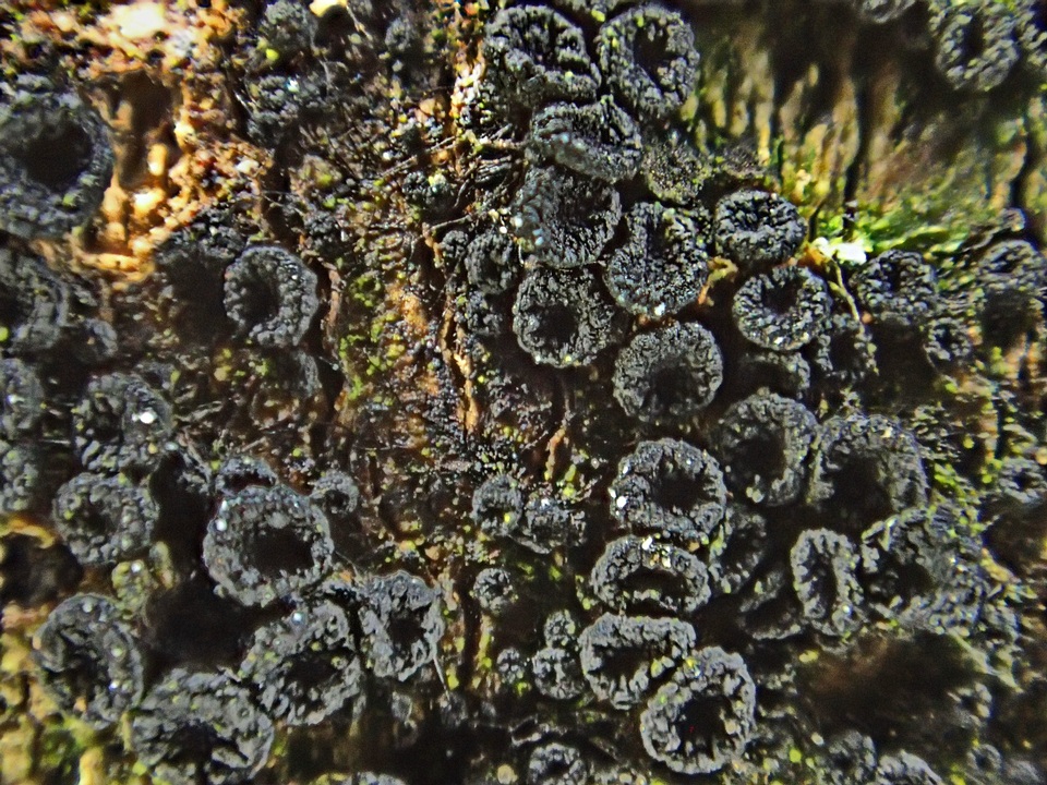 Nitschkia grevillei image