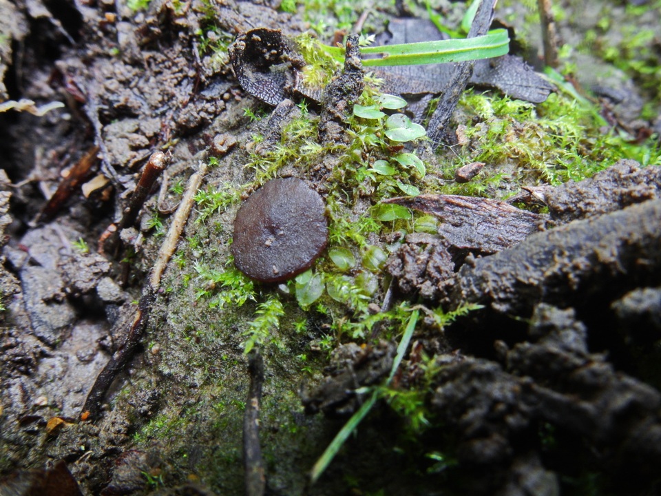 Peziza apiculata image