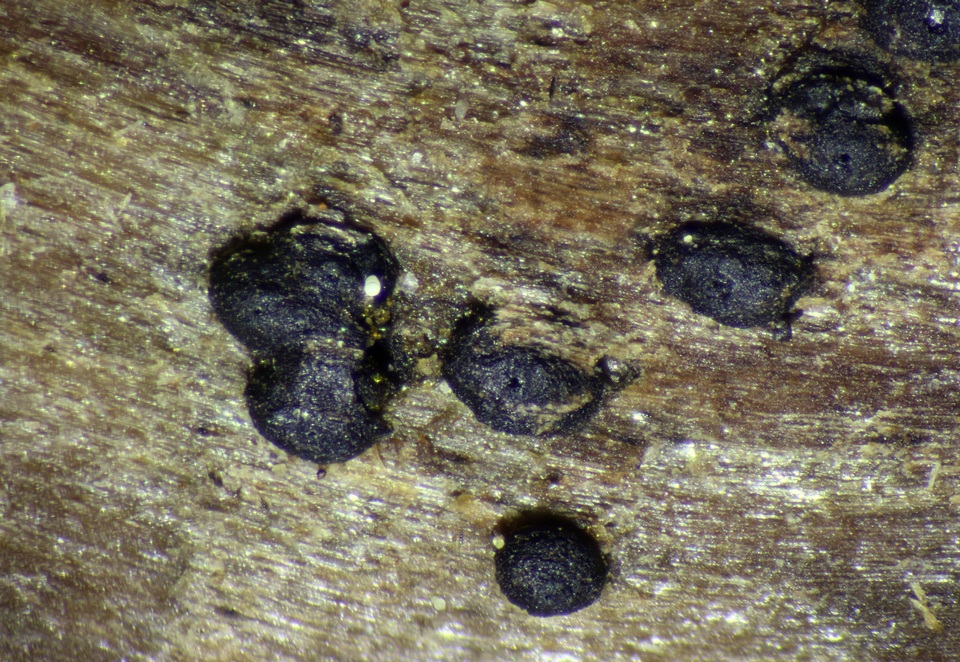 Trematosphaeria hydrela image