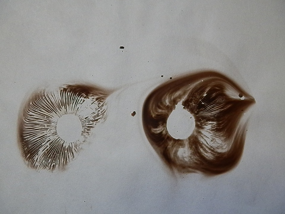 Pholiota gallica image