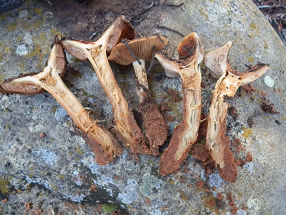 Pholiota gallica image