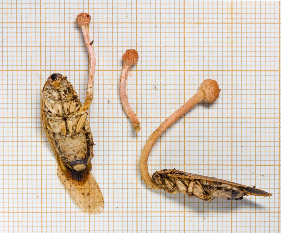 Ophiocordyceps blattae image