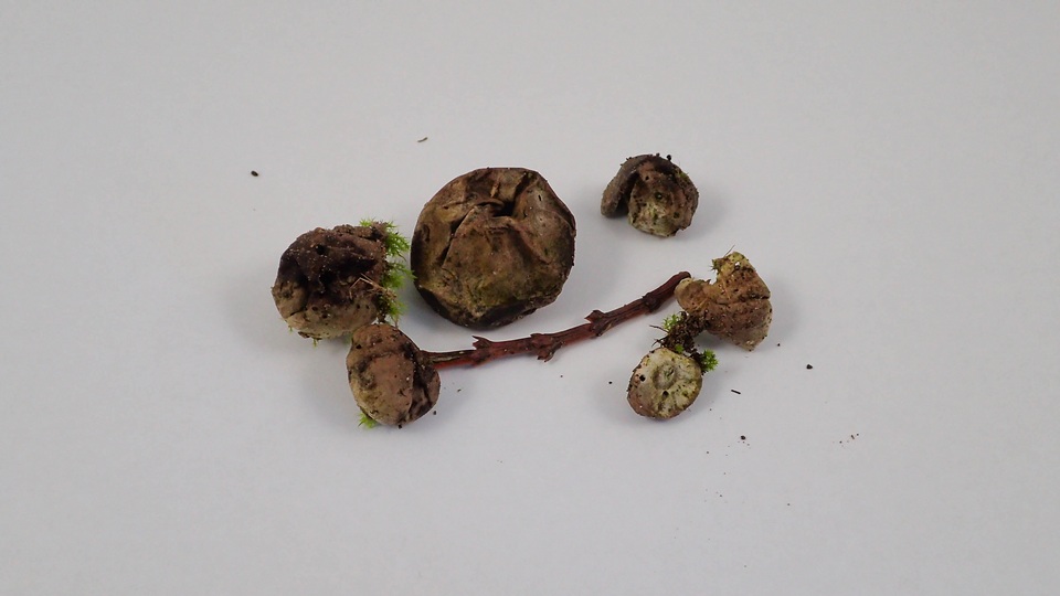 Lycoperdon dermoxanthum image