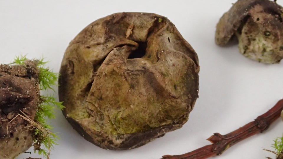 Lycoperdon dermoxanthum image
