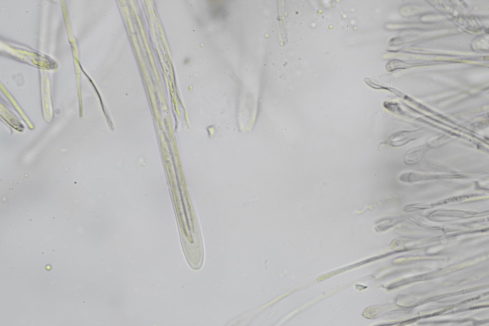 Vibrissea filisporia image