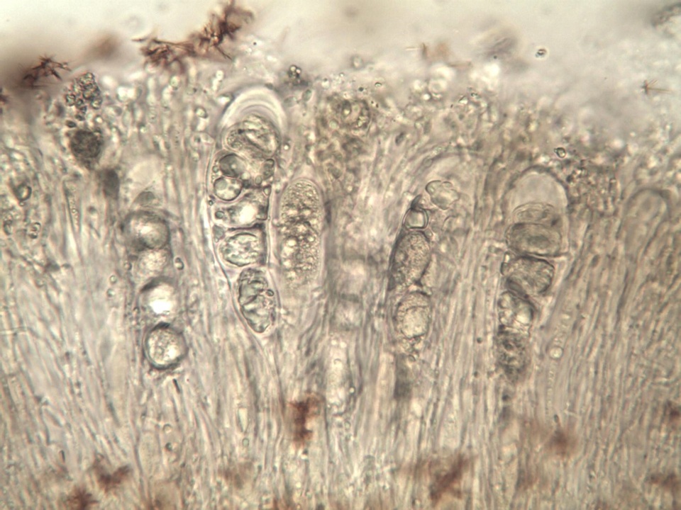 Aspicilia epiglypta image