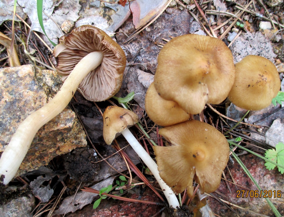 Inocybe cookei image