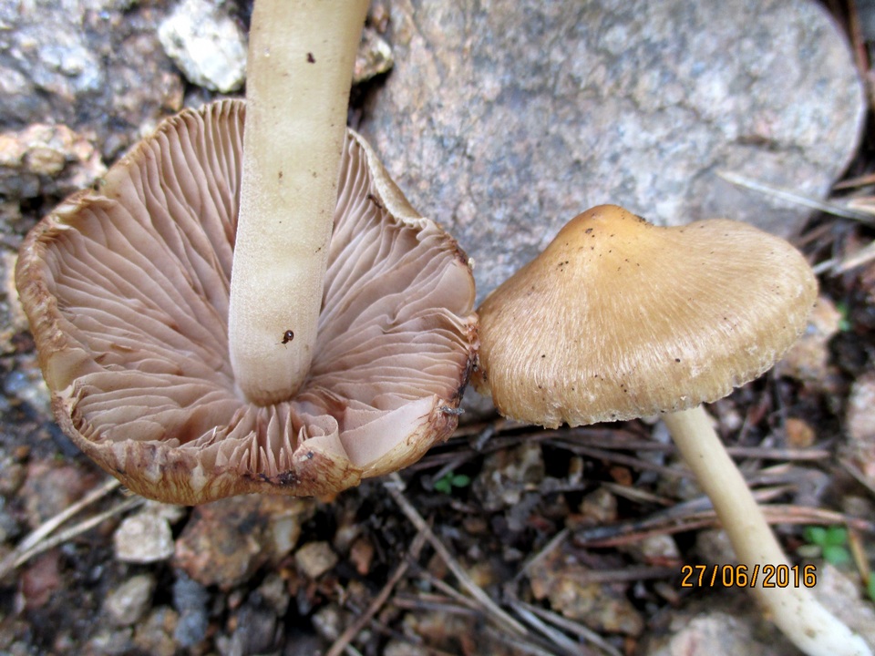 Inocybe cookei image