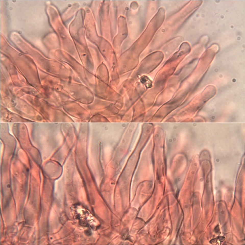 Hypholoma ericaeoides image